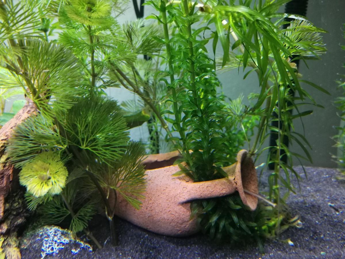 Aquarium Fish And Gastropods Affittacamere