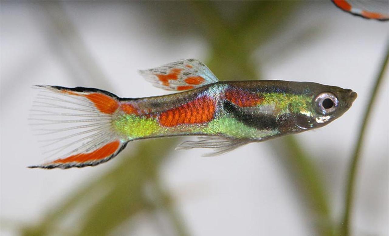 Aquarium Fish And Gastropods *